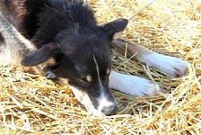 Dog on straw bed