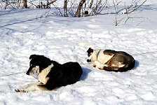 Dogs at rest