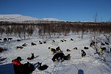 Dogs at rest