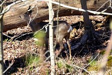 Stockholm deer