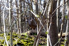 Stockholm deer