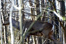 Stockholm deer