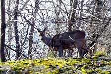 Stockholm deer