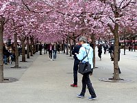 Stockholm cherry blossoms