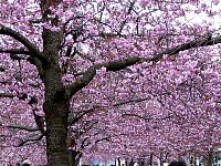 Stockholm cherry blossoms