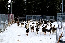 Sled dogs in dog yard