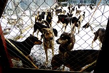Sled dogs in dog yard