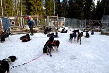 Dogs ready to go