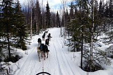 Umnas area dog sledding