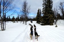 Umnas area dog sledding