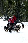 Umnas area dog sledding