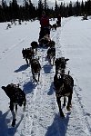 Umnas area dog sledding