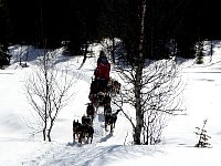 Umnas area dog sledding