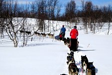 Dogsledding on tree lined path