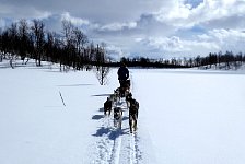 Happy, lolling sled dogs