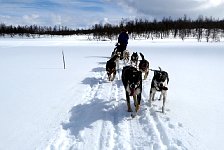 Happy, lolling sled dogs