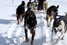 Happy, lolling sled dogs