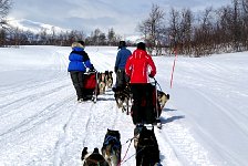 Dogs sleds running close together