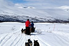 Dogs sleds running close together