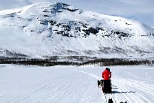 Dogsled and Vindelfjallens scenery