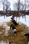 Dogs on straw beds