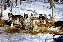 Dogs on straw beds