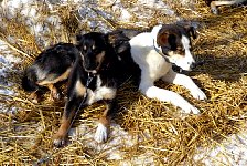 Dogs on straw beds