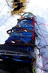 Dog harnesses on sled