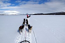 Dog sledding on a lake
