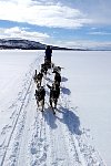 Dog sledding on a lake