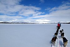 Dog sledding on a lake