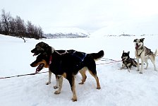 Happy dogs during rest