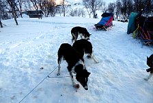 Dogs eating dinner