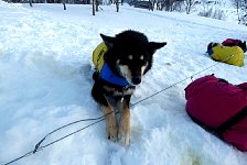 Dogs with jackets