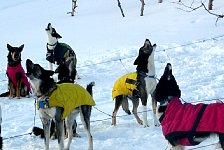 Evening dog howl with jackets