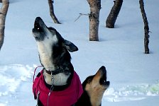 Evening dog howl with jackets
