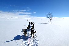 Vindelfjällen dog sledding