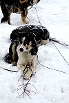 Dog with twigs
