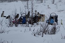 Dogs in the snow