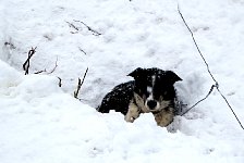 Dog in snow hole.