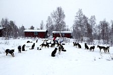 Dogs in the snow