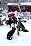 Dogs in the snow