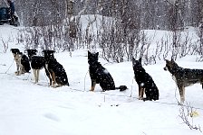 Dogs in the snow