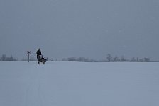 Not much to see during dogsledding