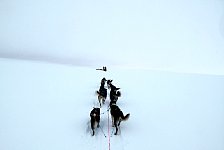 Dog sleds in empty scenery