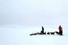 Dog sleds in empty scenery