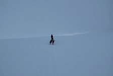 Dog sled in empty scenery