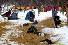 Dog jackets hanging for drying