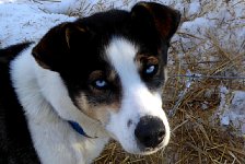 Dog on straw