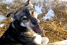 Dog on straw